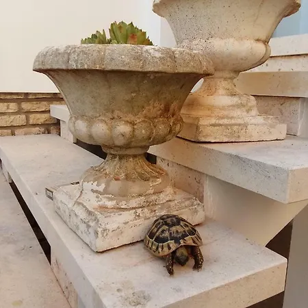 Feodora *